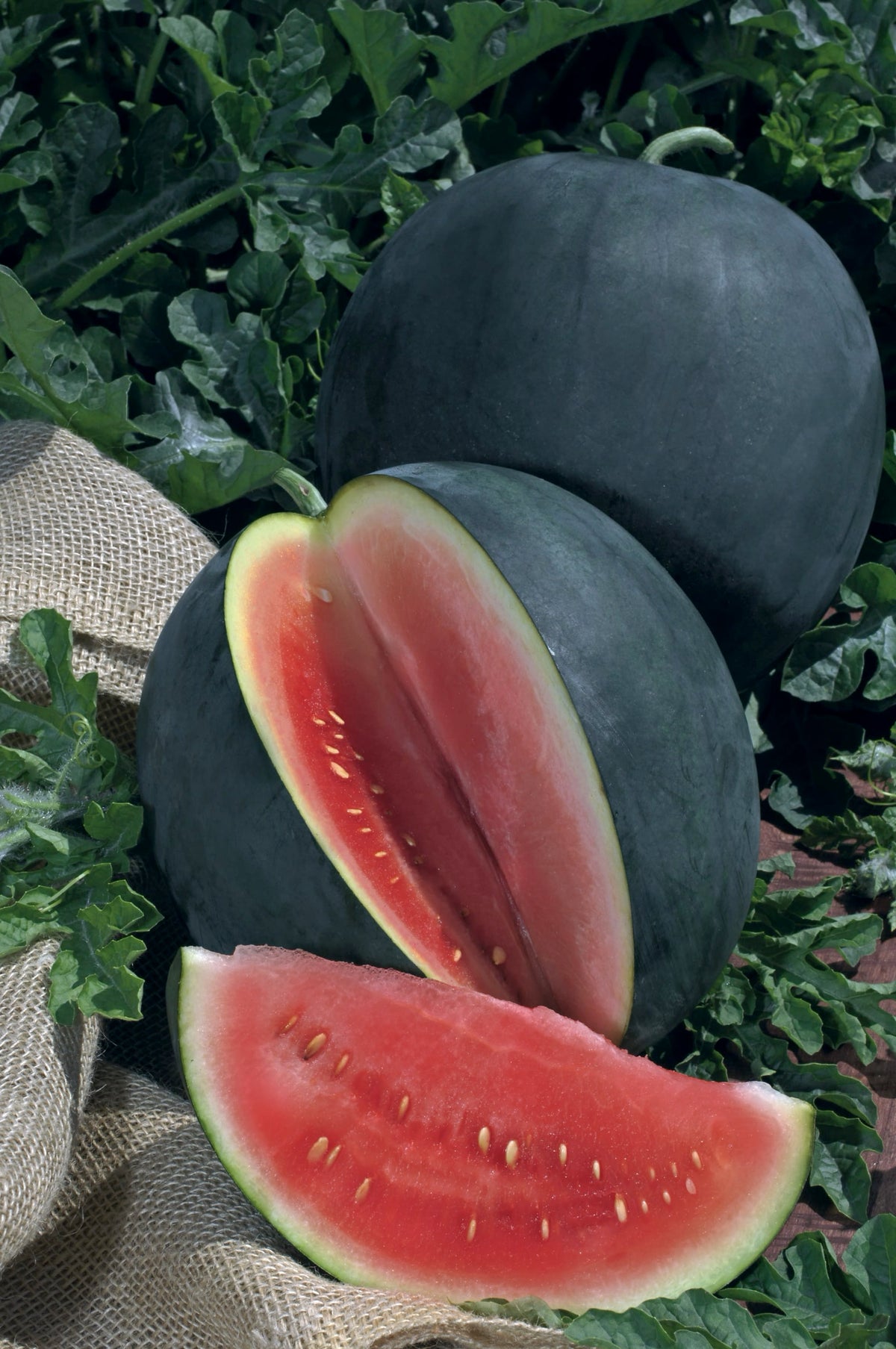 Citrullus lanatus 'Sugar Baby'