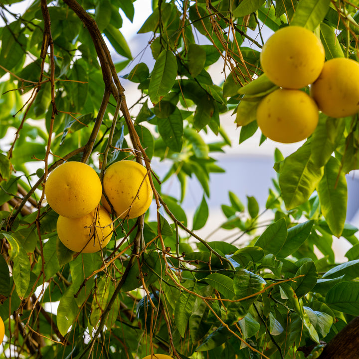 Citrus bergamia