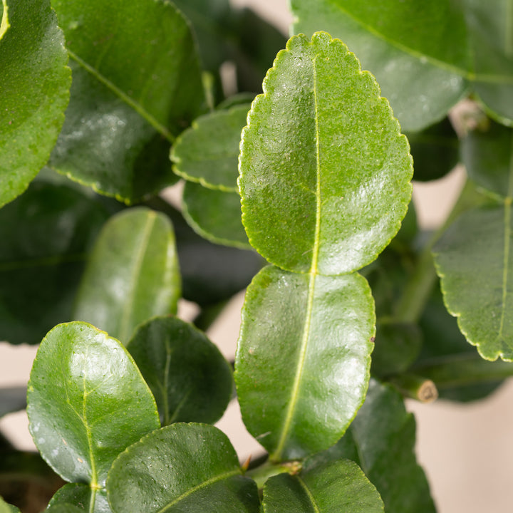 Blätter der Citrus hystrix LIME TIME®
