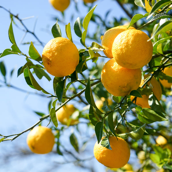 Äste eines Yuzu Baums mit Früchten