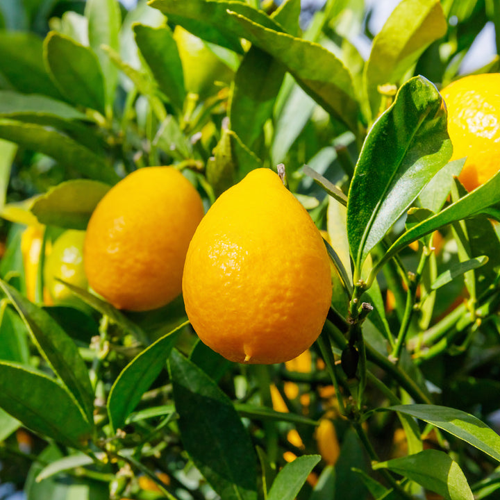 Frucht einer Citrus x floridana