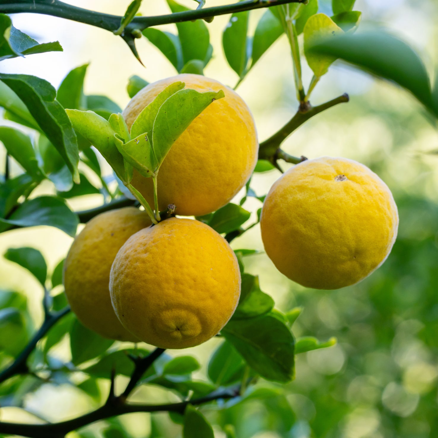 Citrus limon 'Amalphitanum'