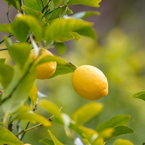 Gelbe Früchte der Citrus limon als Hochstamm