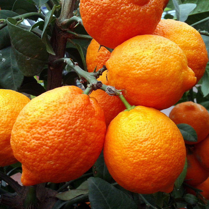 Orange Frucht der Citrus limon 'Rosso'