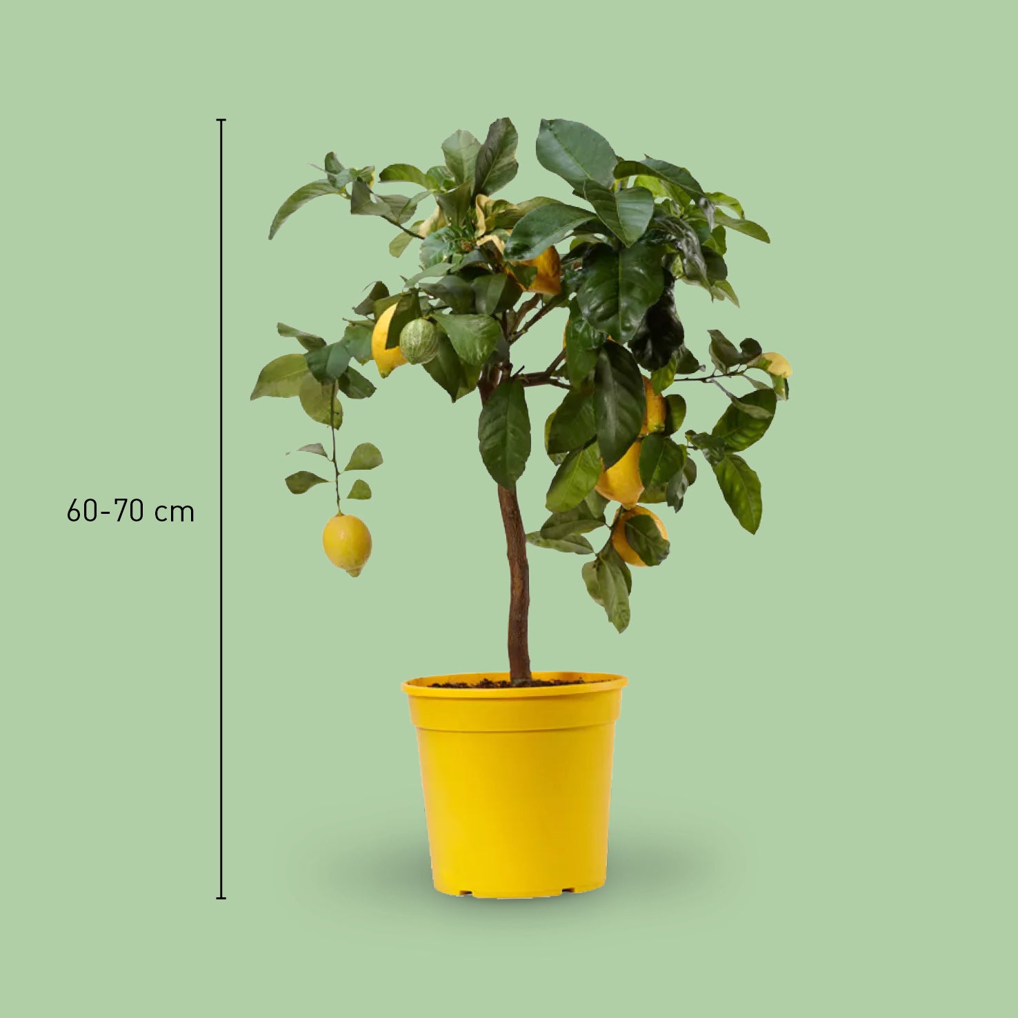 Größe der Citrus limon Variegata