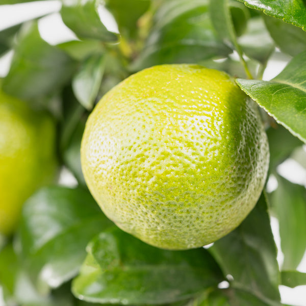Grüne Frucht der Citrus limonia 'Osbeck'