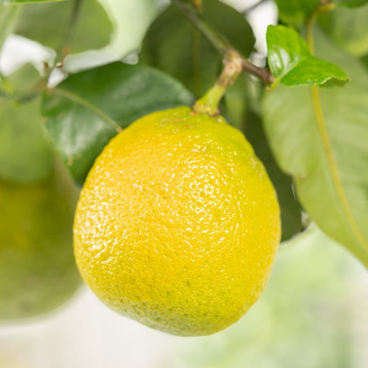 Frucht der Citrus medica LEMON TIME®
