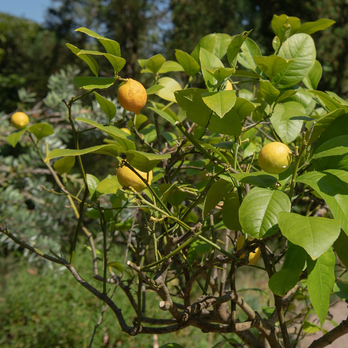 Meyer-Zitrone LEMON TIME® am Baum