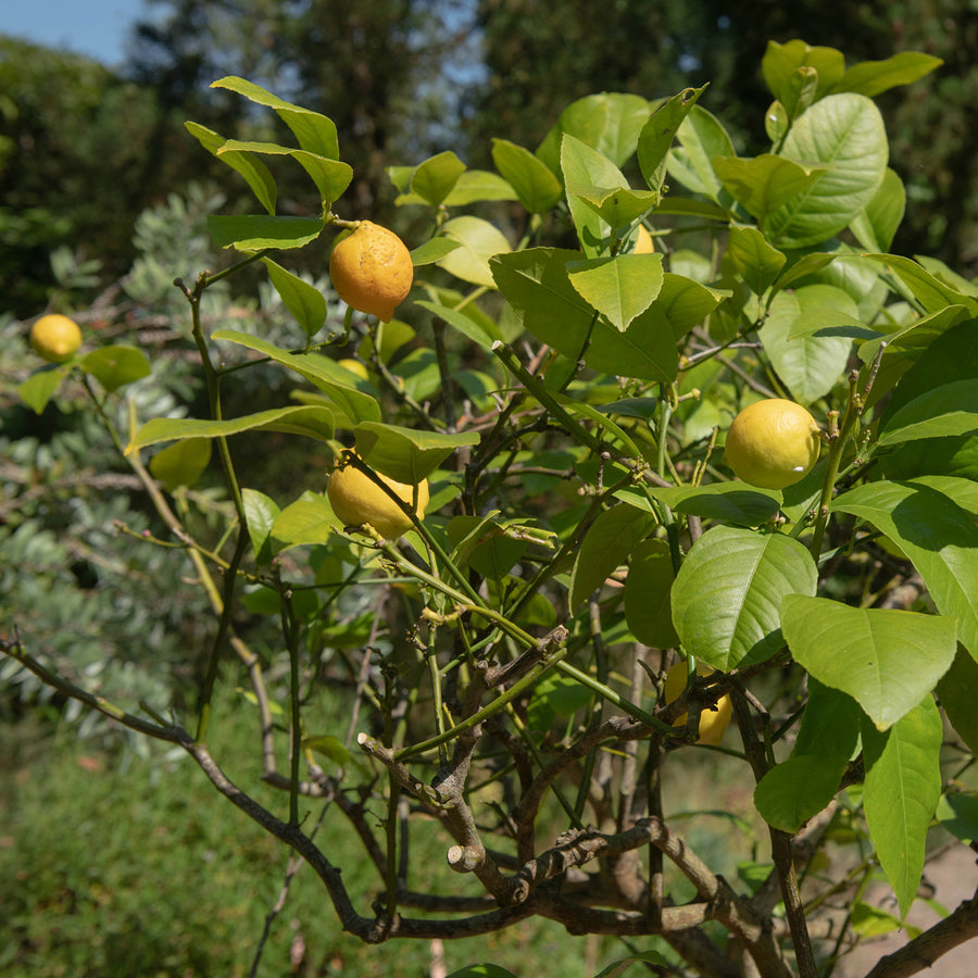 Meyer-Zitrone LEMON TIME® am Baum