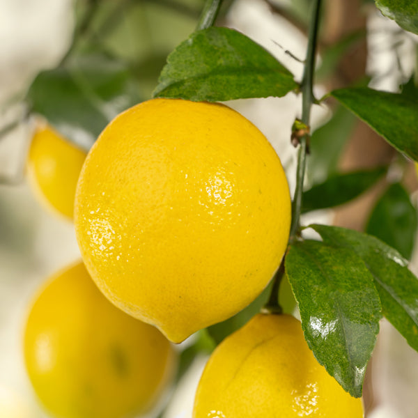 Gelbe Frucht der Citrus meyeri LEMON TIME®