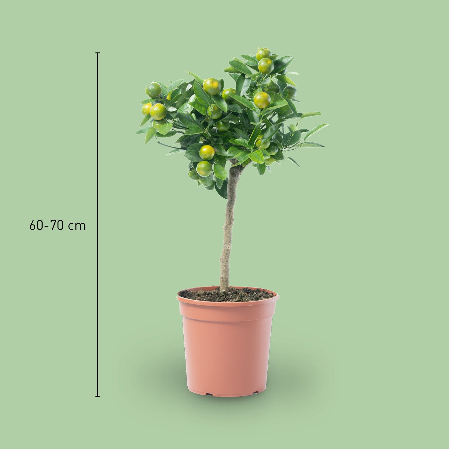 Größe der Citrus mitis calamondin als Stamm