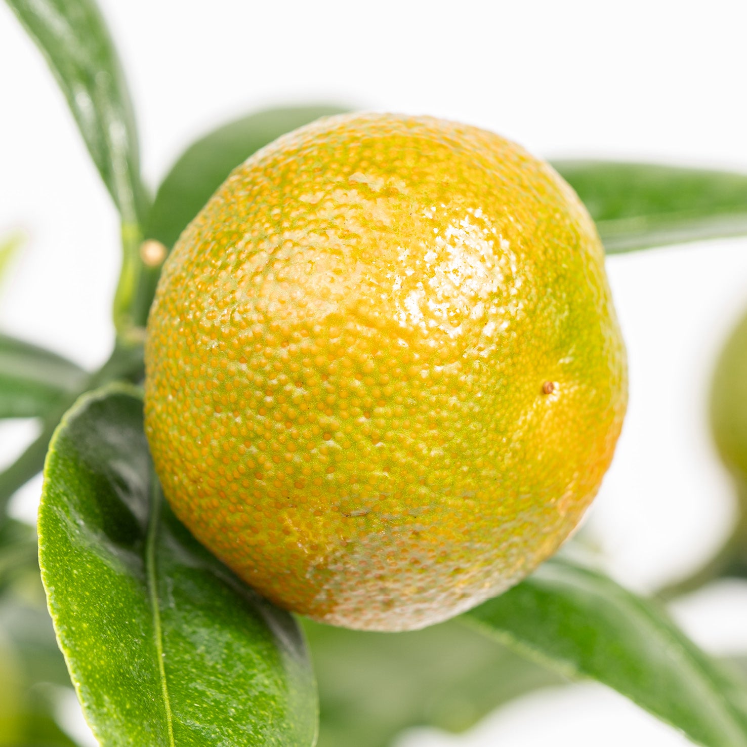Frucht der Citrus mitis