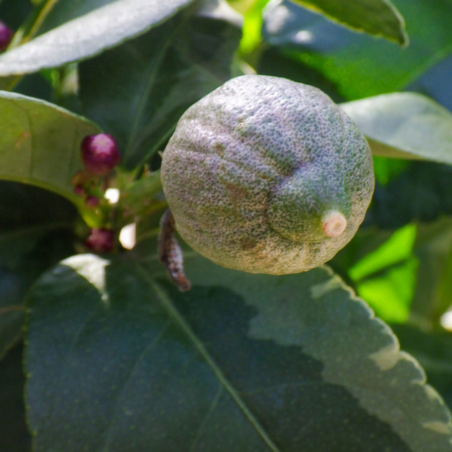 Frucht der Citrus variegata am Baum