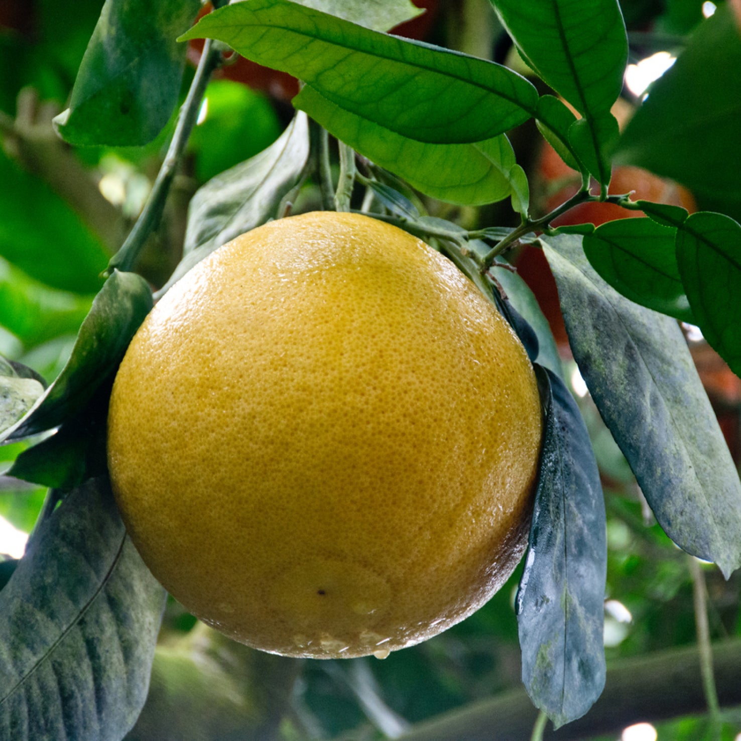 Citrus x paradisi