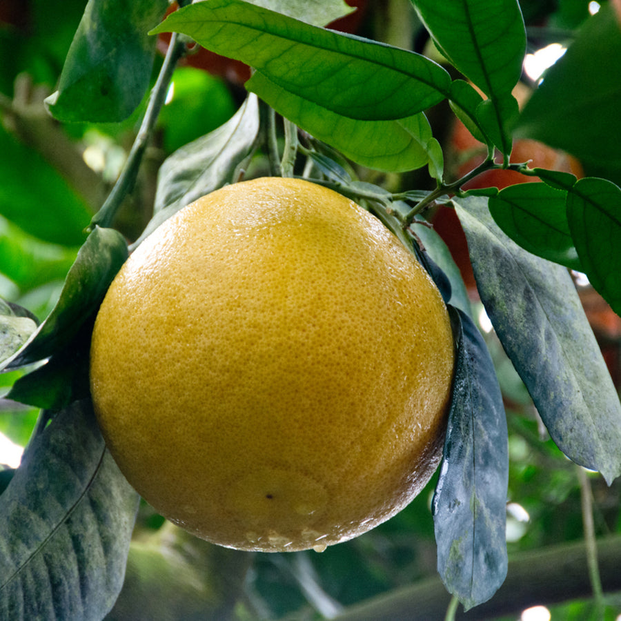 Citrus x paradisi
