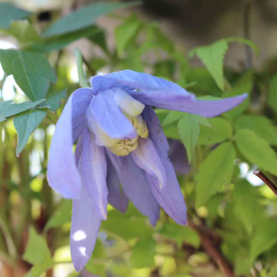 Clematis alpina 'Frances Rivis'