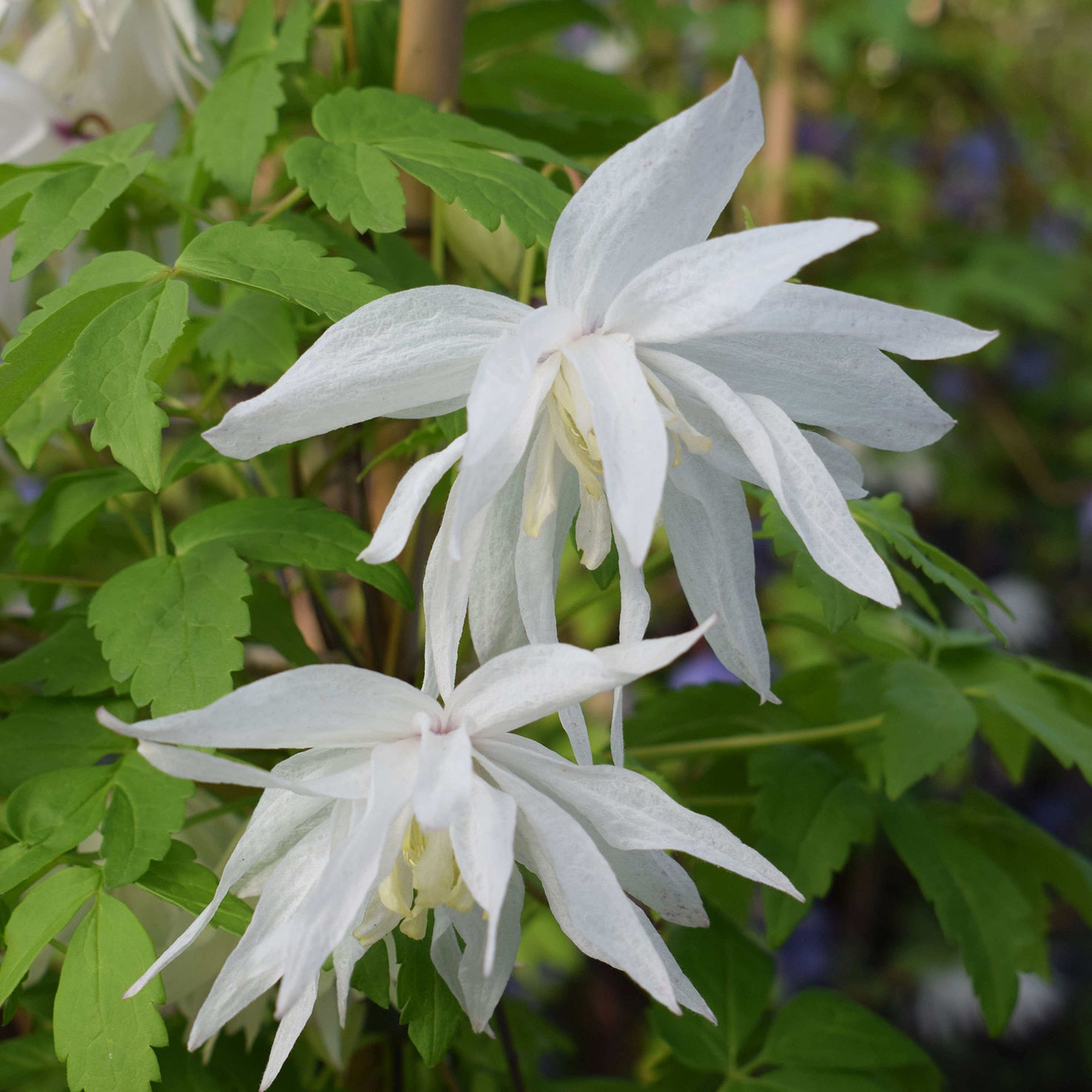 Clematis alpina ssp. sibirica 'Albina Plena'