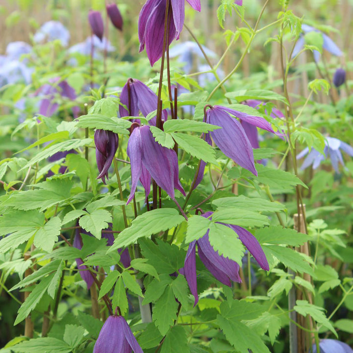 Clematis alpina 'Tage Lundell'