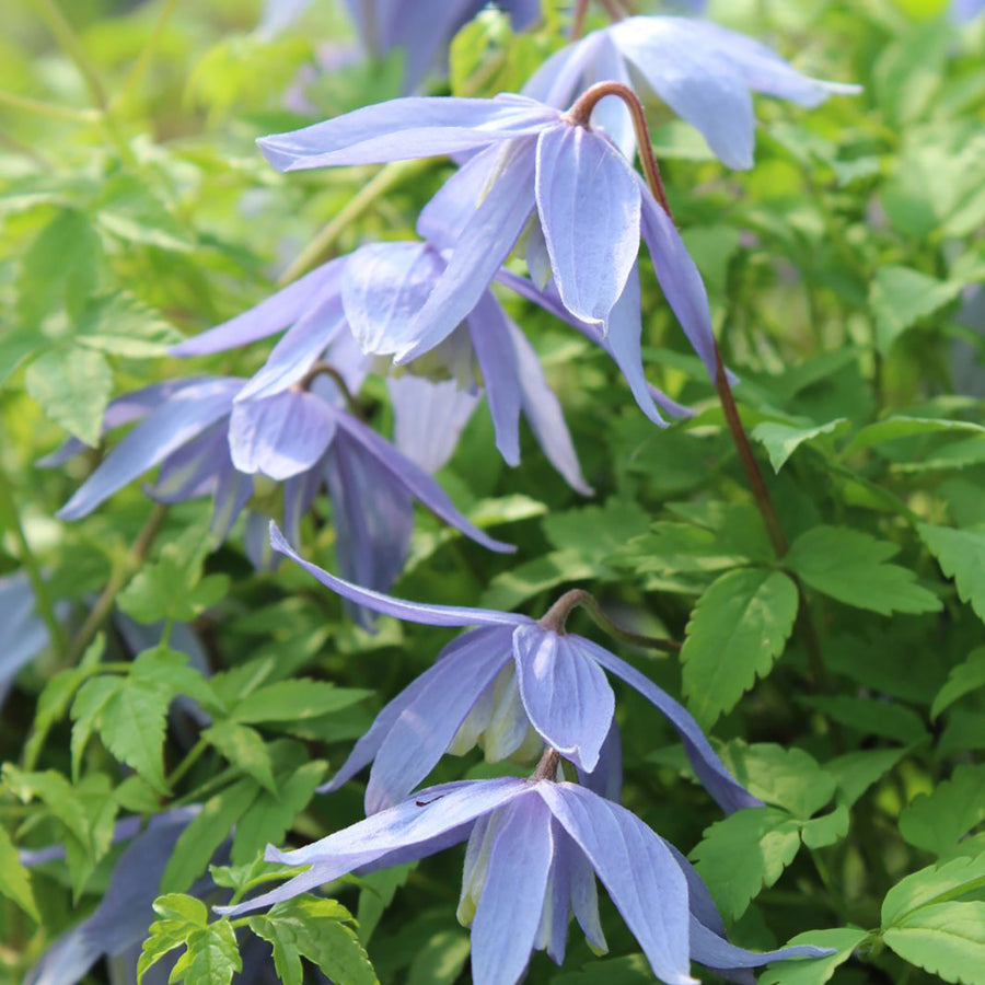 Clematis alpina