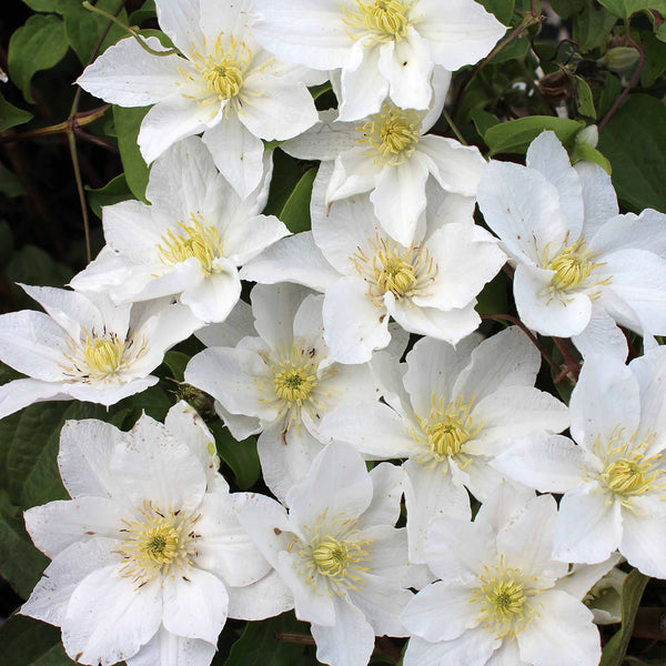 Clematis 'Apollonia'