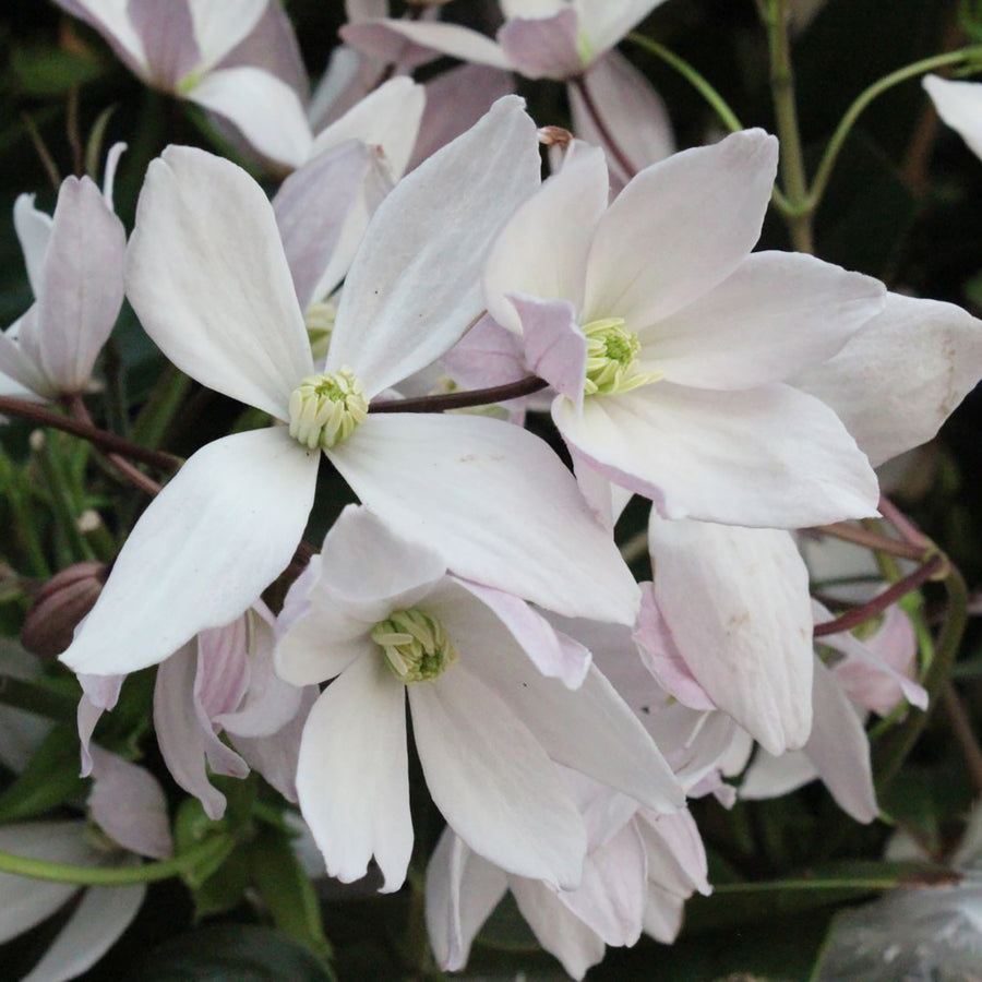 Clematis armandii 'Apple Blossom'