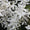 Immergrüne Clematis 'Snowdrift'