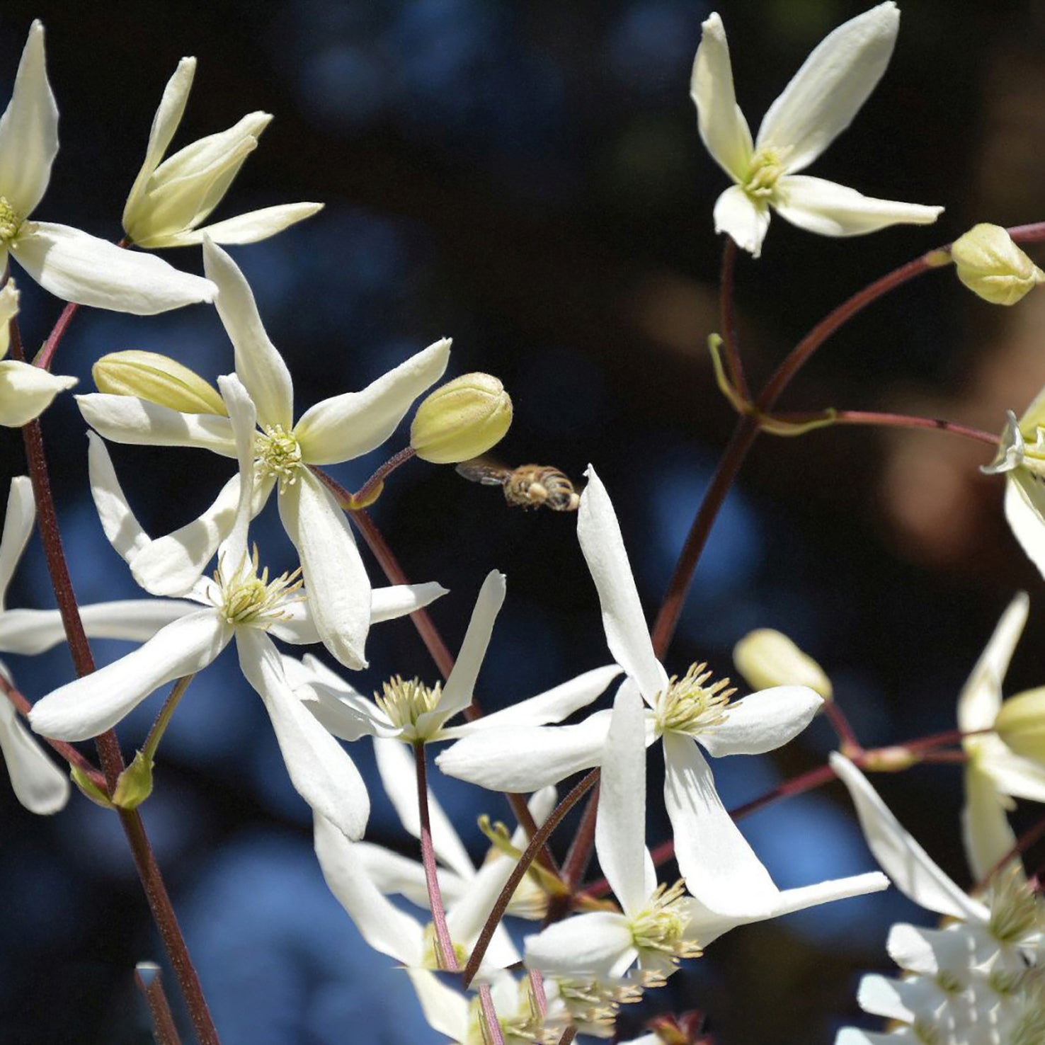 Clematis armandii