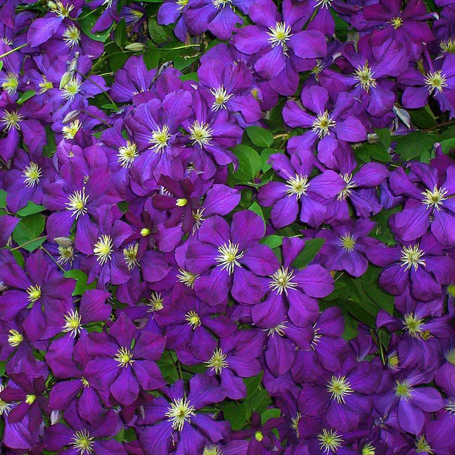 Clematis 'Blue Belle'