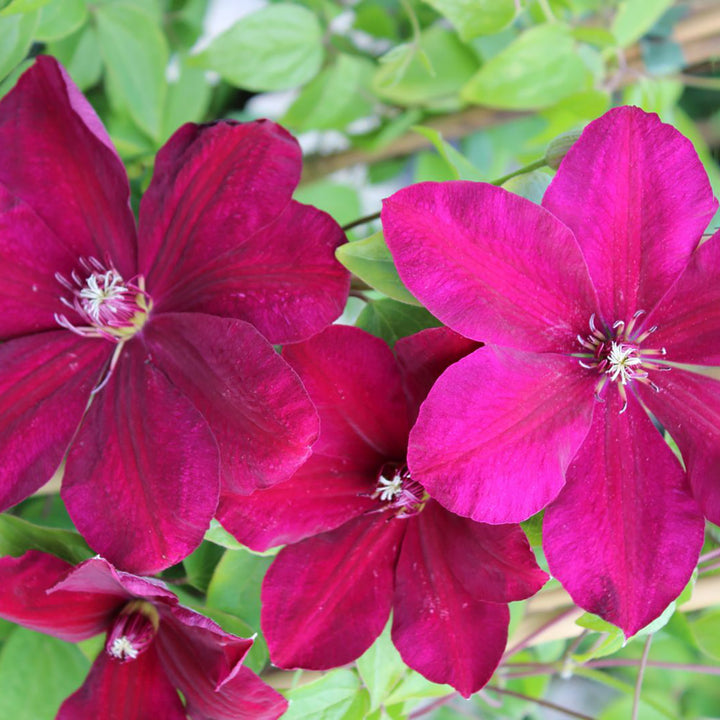Clematis 'Cardinal Wyszynski'