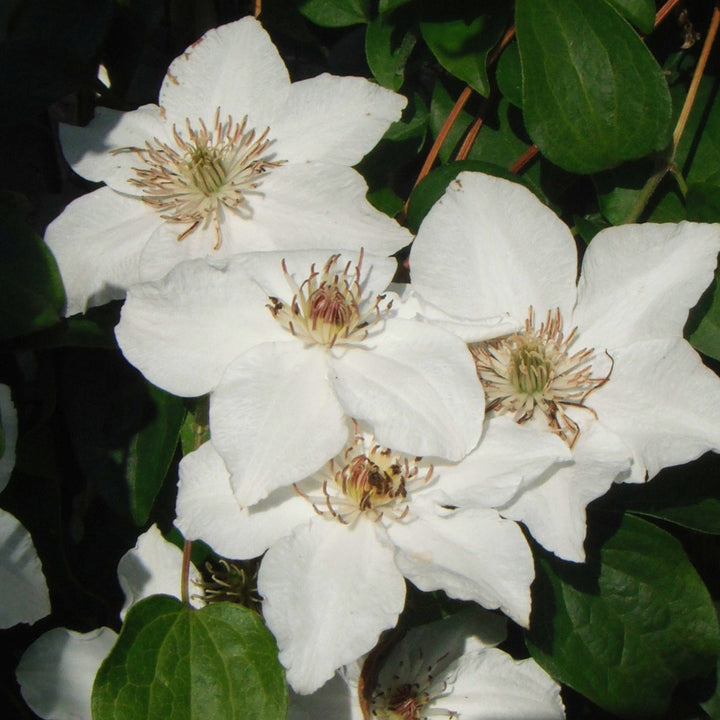 Clematis 'Destiny'