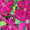 Clematis 'Ernest Markham'