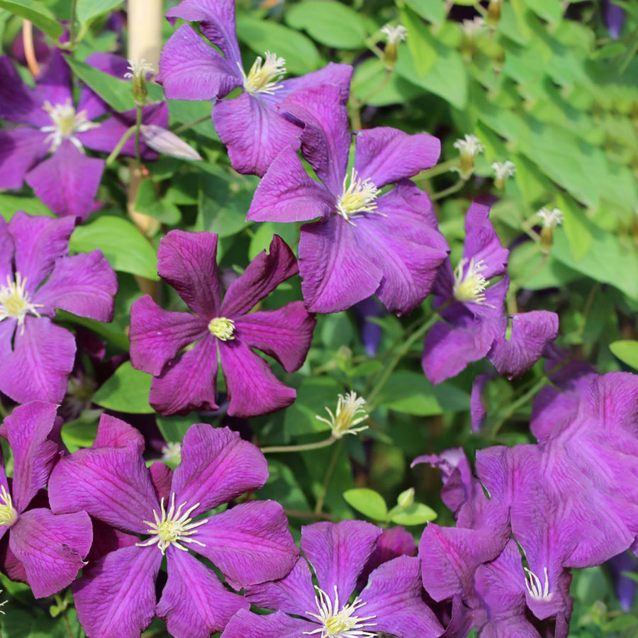 Clematis 'Etoile Violette'