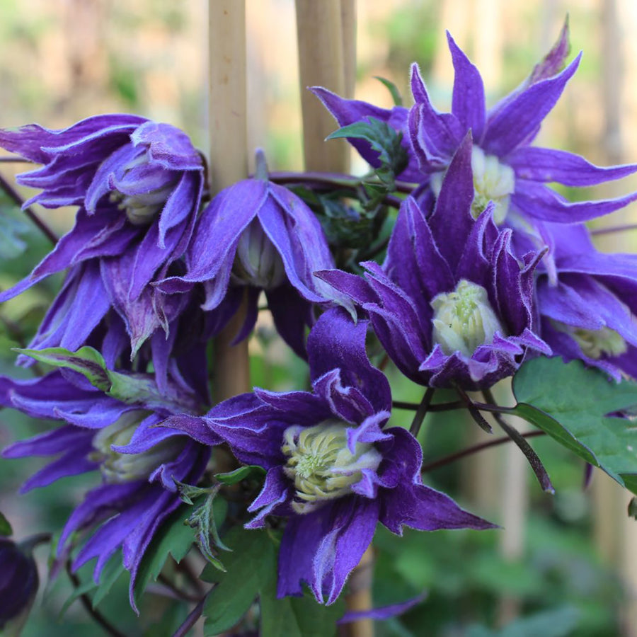 Clematis 'Georg'