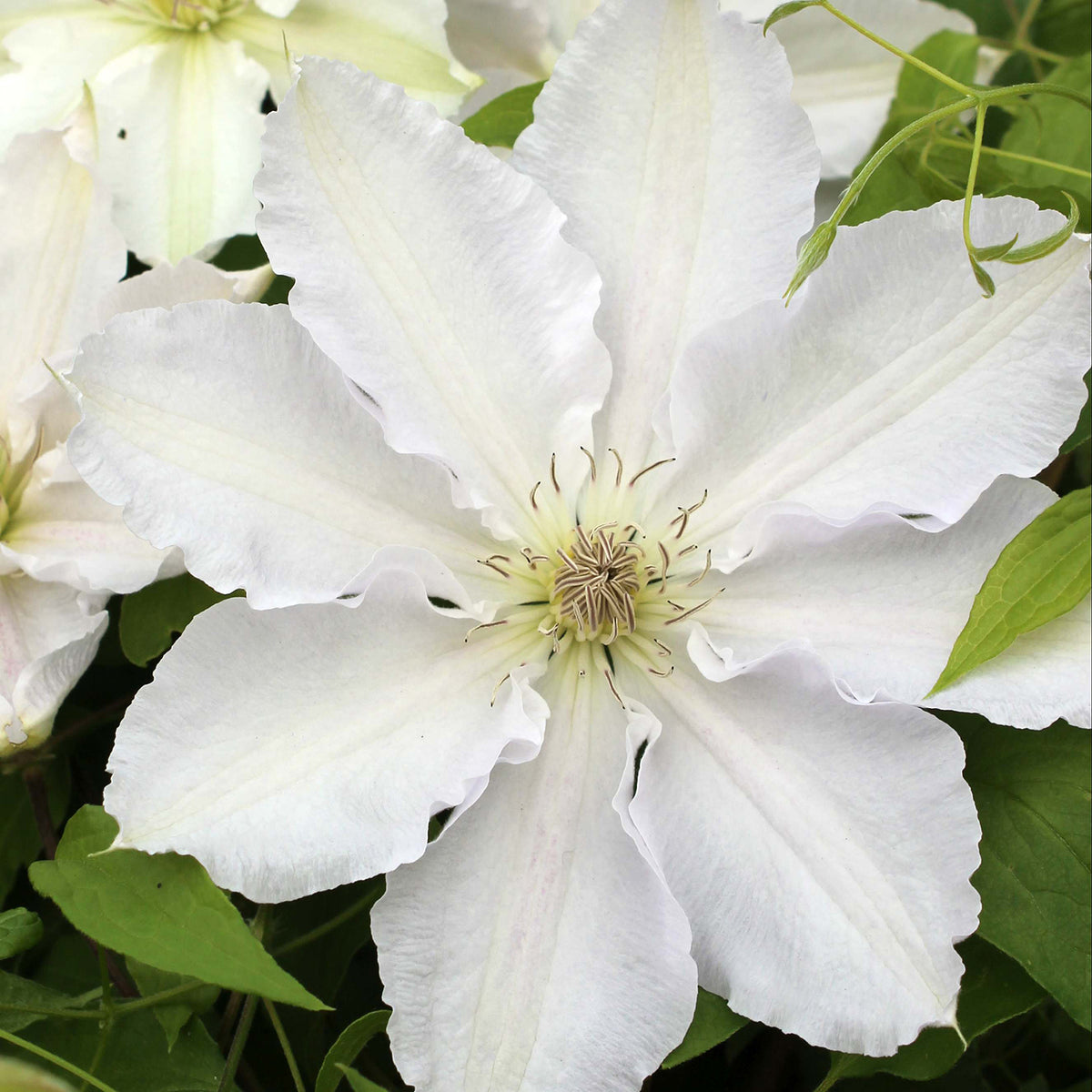 Clematis 'Gladys Picard'
