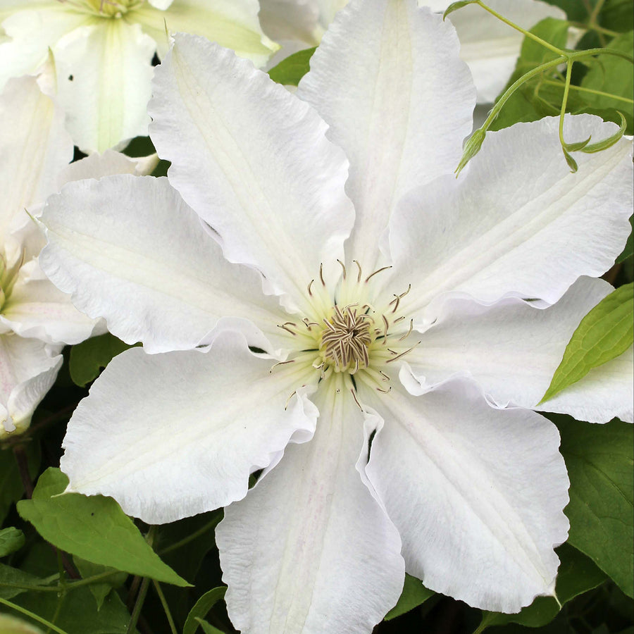 Clematis 'Gladys Picard'