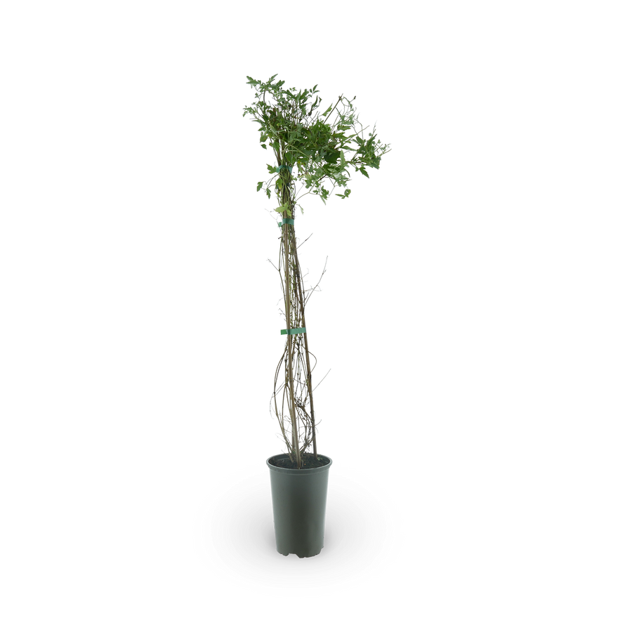 Clematis 'Golden Tiara'®