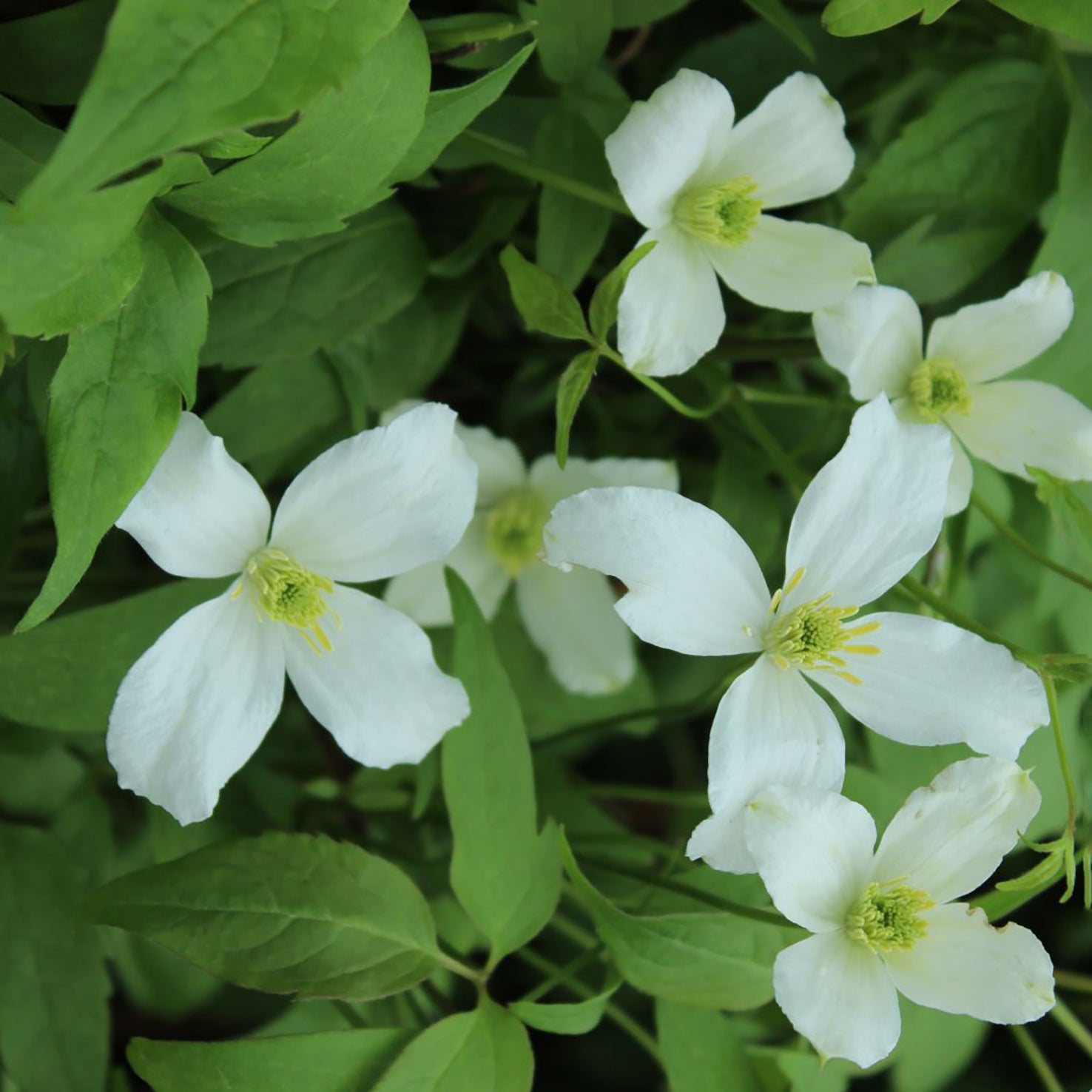 Clematis 'Grandiflora'