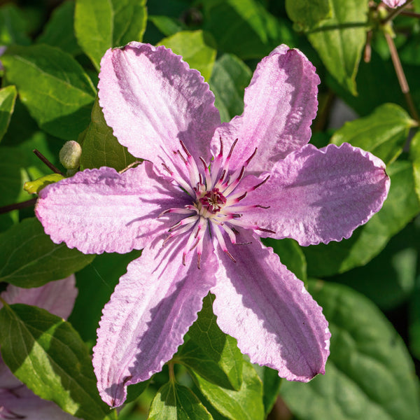 Blüte der Clematis 'Hagley Hybrid'