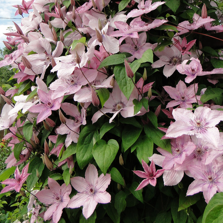 Clematis 'Hagley Hybrid' im Garten