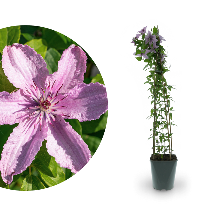 Clematis 'Hagley Hybrid' Rosa