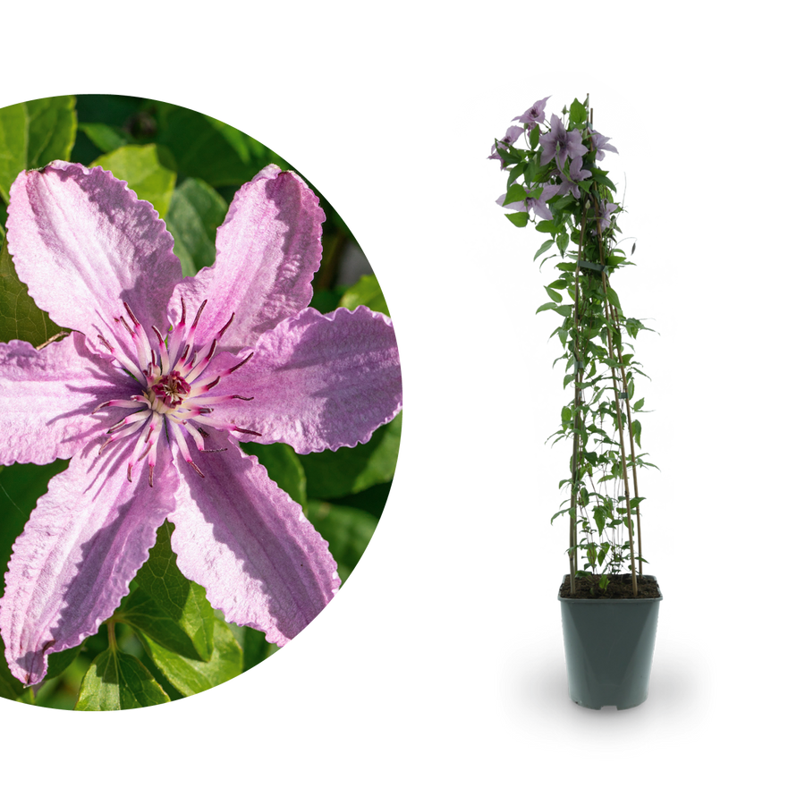 Clematis 'Hagley Hybrid' Rosa