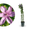 Clematis 'Hagley Hybrid' Rosa