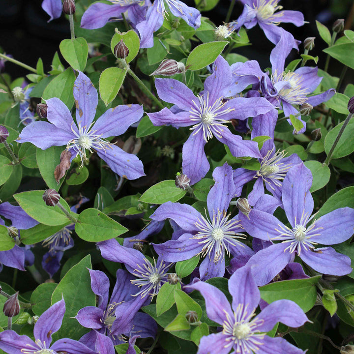 Clematis integrifolia 'Arabella'