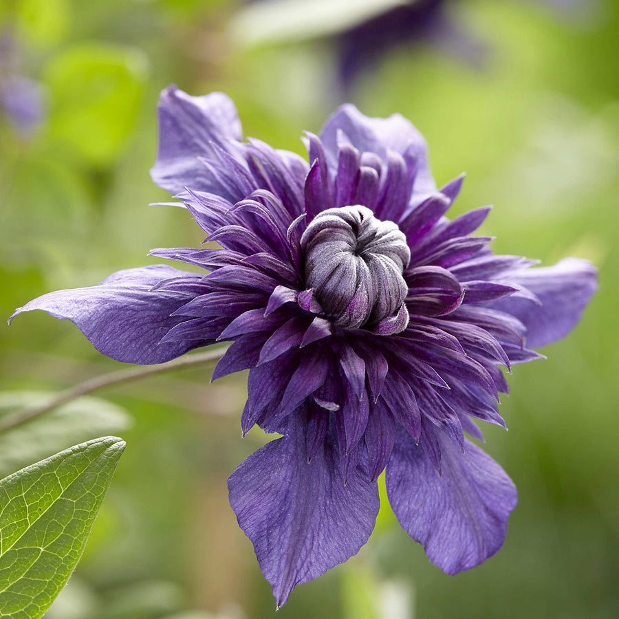 Clematis Kokonoe® Outdoor