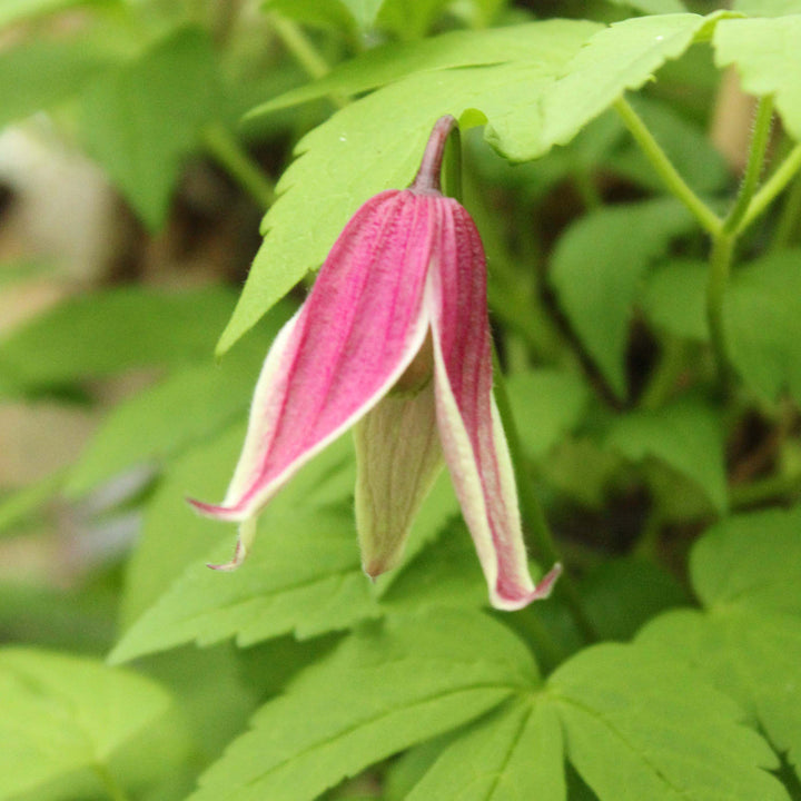 Clematis koreana 'Columella'