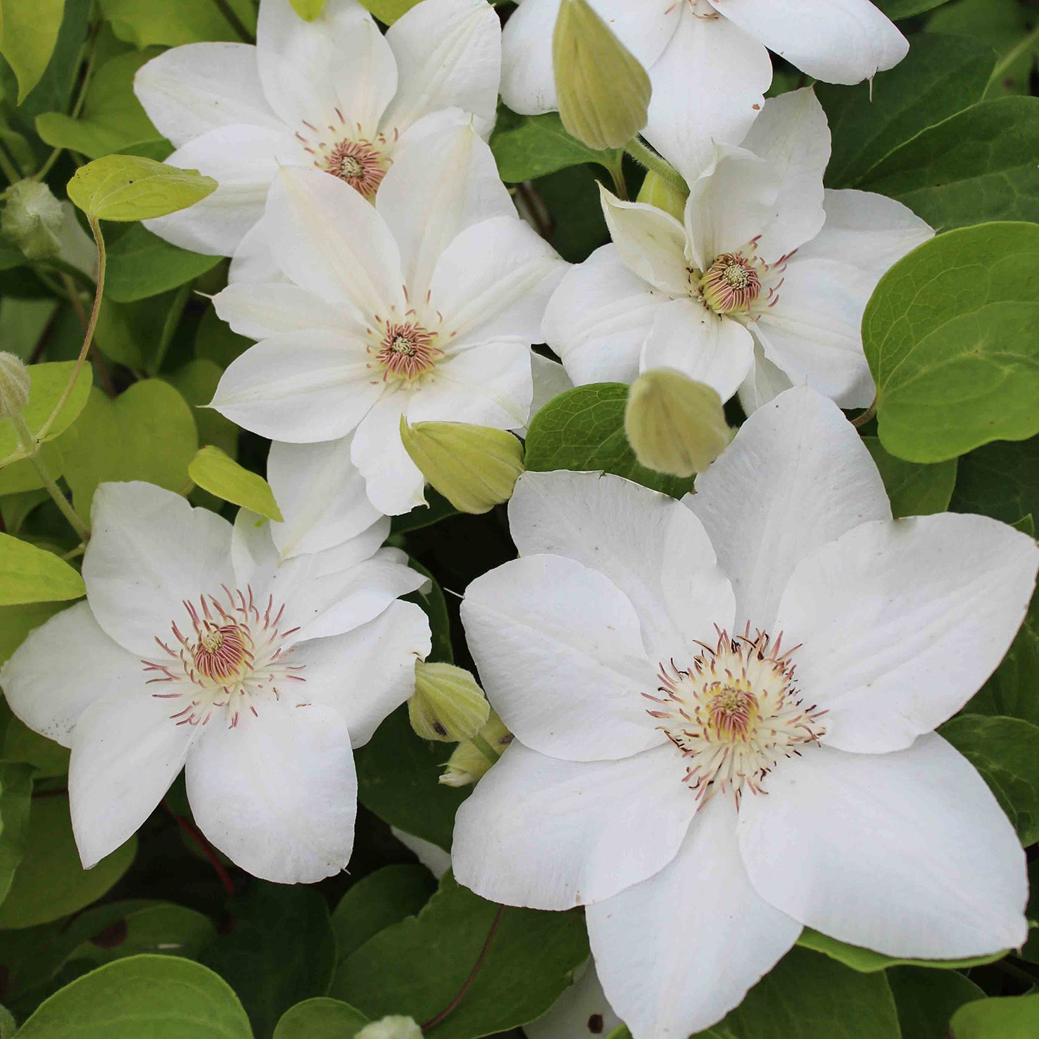 Clematis macropetala 'Georg'
