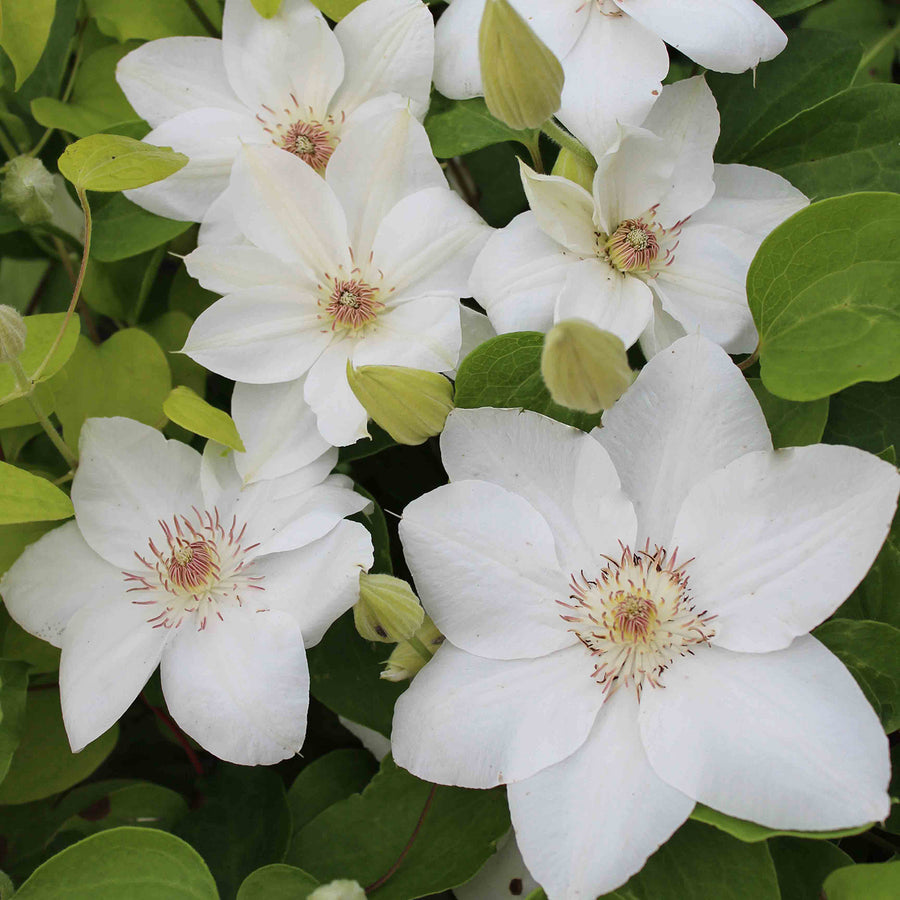 Clematis macropetala 'Georg'
