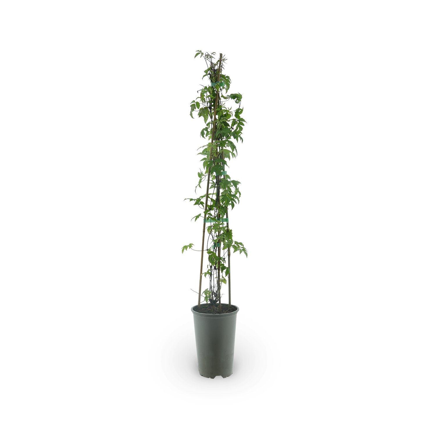 Clematis macropetala