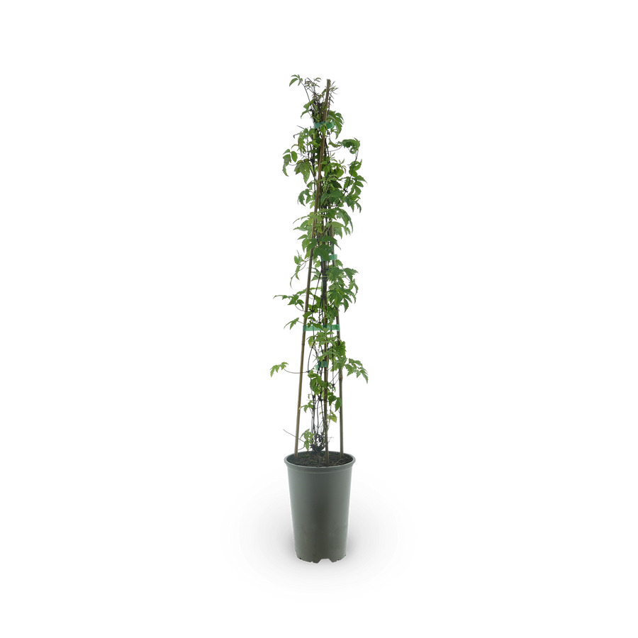 Clematis macropetala
