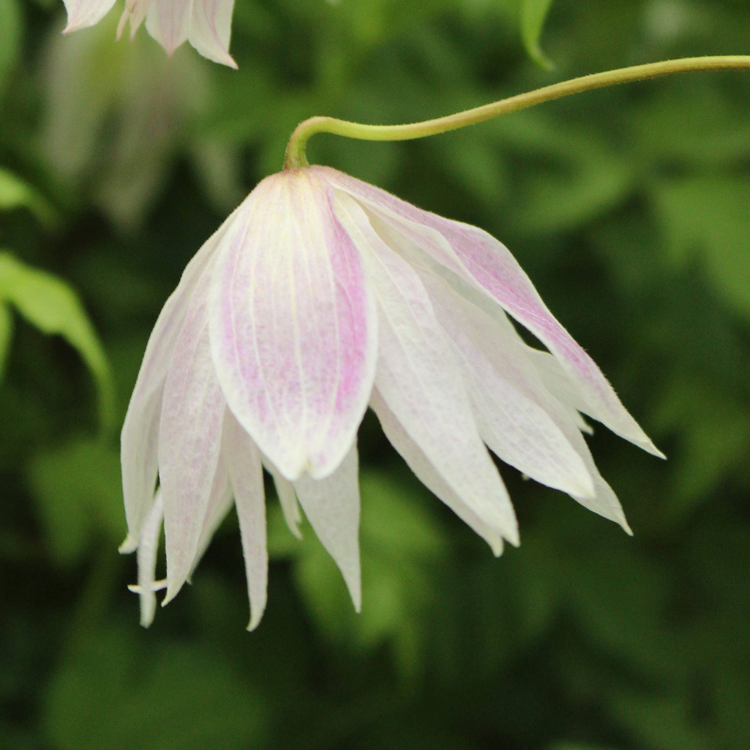 Clematis macropetala 'Rosy O'Grady'